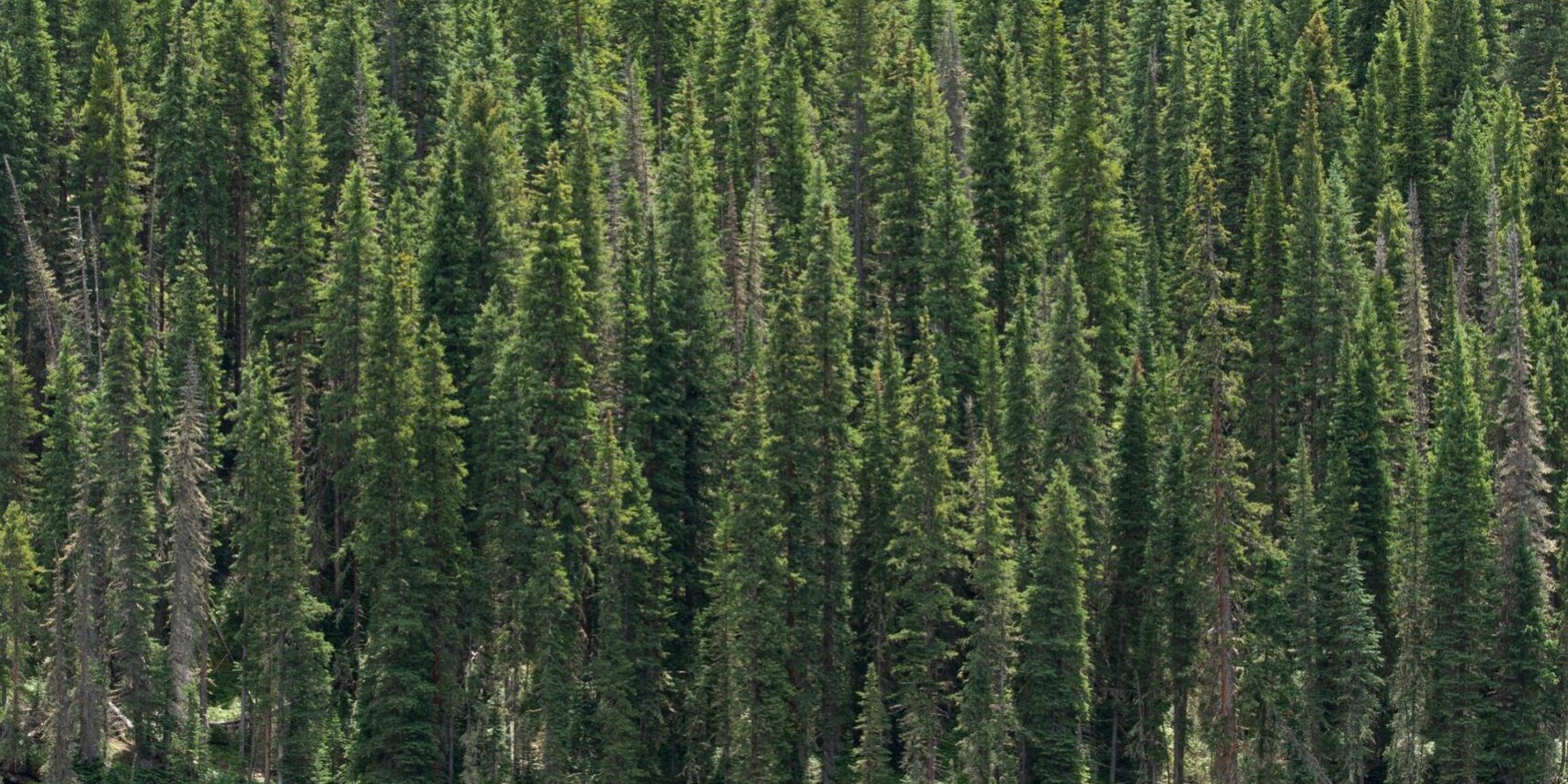 pexels-erkan-güneş-4407630